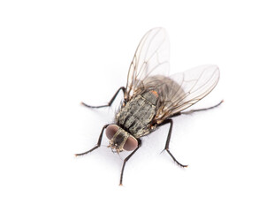 Wall Mural - fly isolated on a white background