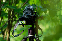 Photo Camera Set On The Tripod For Wildlife Photography, Black Camera In The Green Forest Capturing Birds On The Branch Or In Nesting Hole