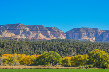 Wall Mural - Beautiful Fall view of the colorful leaves, forest and Mountains in Utah