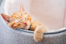 Cute Little Ginger Kitten In The Collar Sleeps On White Soft Cat Bedding
