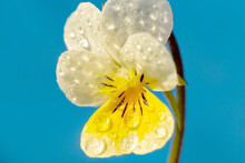 Head Of A Small Yellow Viola Flower With Dew Drops