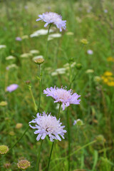 In nature, Knautia arvensis grows among grasses