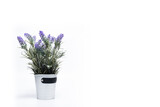 Fototapeta Lawenda - Beautiful lavender flowers in a pot on white background
