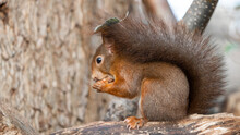 Close-up From Cute Little Red Squirrel ( Sciurus ) With Leaf On Its Head Sitting On A Tree Trunk / Branch And Eating A Nut