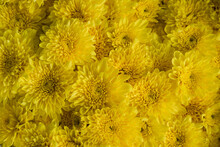 Full Frame Shot Of Yellow Flowers