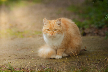 Beautiful orange-white cat is coming outdoor in nature