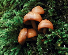 Close-up Of Mushrooms Growing On Tree