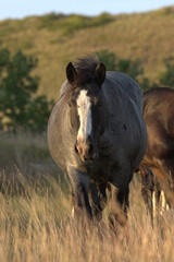 Wall Mural - Wild Horses, grey mare in a field