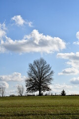 Sticker - Tree in a Field