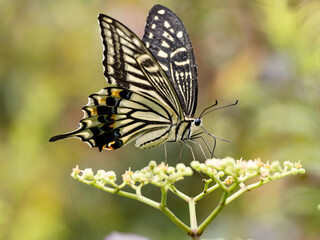 Wall Mural - Chinese yellow swallowtail on bushkiller flowers 2