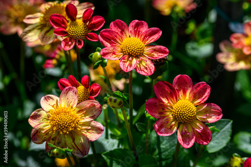 Cuadros en Lienzo Vibrant red, orange, and yellow dahlias blooming in a garden on a sunny day