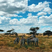 Zebras Grazing On Field Against Blue Sky