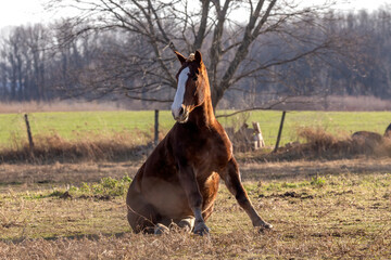 Canvas Print - The horse on pasture, natural scene from Wisconsin.