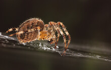 Close-up Of Spider On Web Against Black Background