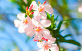 Fototapeta Kwiaty - Tree blossom