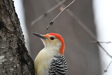 Close-up Of Bird Perching On Tree Trunk