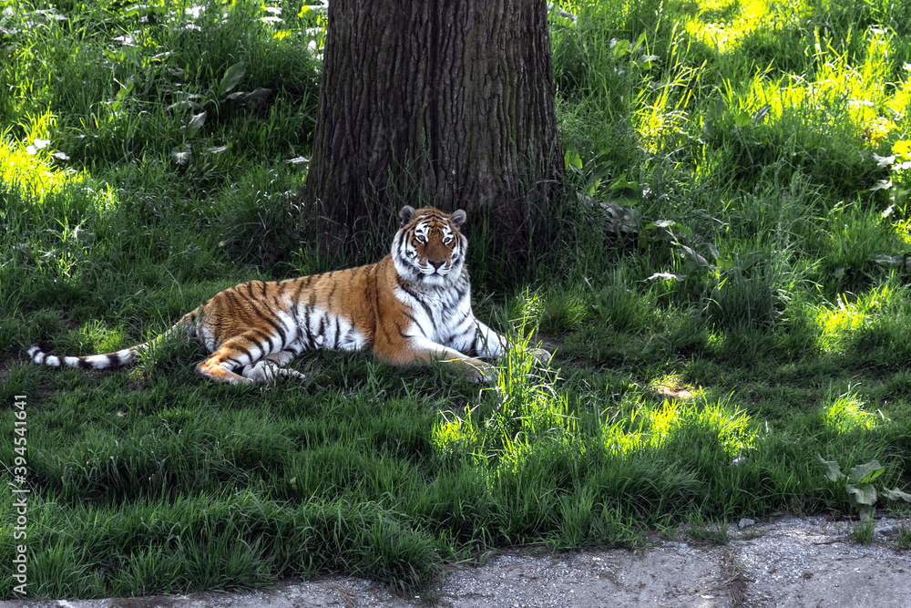 Tygrys bengalski leżący pod drzewem  - obrazy, fototapety, plakaty 