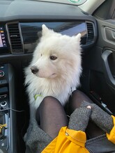 Samojede im Auto weißer Hund Škoda
