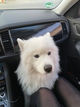 Samojede im Auto weißer Hund Škoda