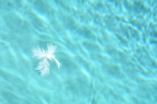 Close-up Of White Downy Feathers Floating On Water