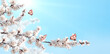 Sakura flowers and three monarch butterflies