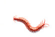 red centipede isolated white background.