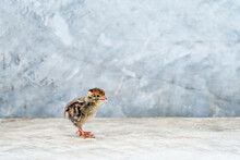 A Young Quail Walks On A Cement Wall