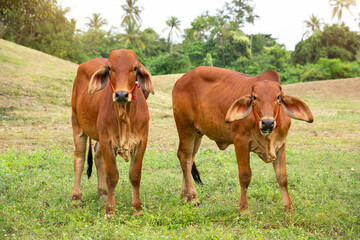 Brown  Thai cows are grazing on the ground,  which has rows of trees in the agricultural areas of the Thai countryside.