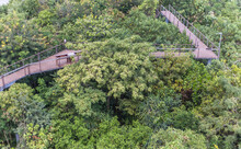 The View From The Top Of A Variety Of Trees And Have A Natural Path At A Forest Plantation In Thailand