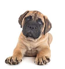 puppy bullmastiff in studio