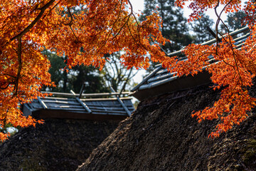 Wall Mural - autumn leaves in the temple, Zenkoji, Japan