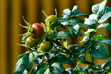 Wall Mural - Red and green rose hips in autumn.