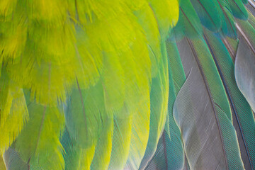 Wall Mural - Beautiful wing parrot feather line pattern  texture background