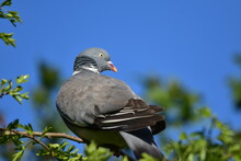 Low Angle View Of Pigeon Perching On A Tree