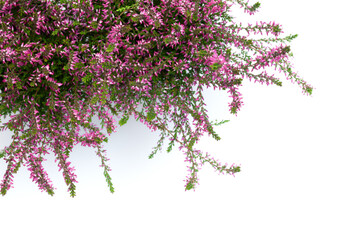 Wall Mural - Pink Heather Flowers Isolated