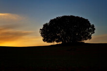 Sunset With Silhouette Of A Tree