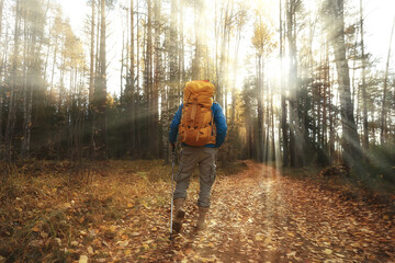 Wall Mural - man with  backpack a view from the back, hiking in the forest, autumn landscape, the back of  tourist with a backpack