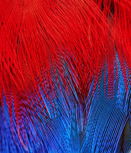 Full Frame Shot Of Feather