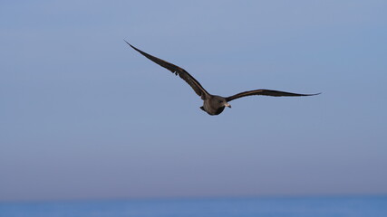 black seagull bird fly over the ocean los angeles