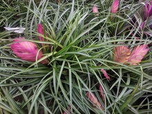Pink Flower Bracts And Thin Long Leaves Of Pink Quill (Tillandsia Cyanea)