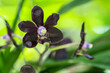 beautiful bouquet purple orchids flower