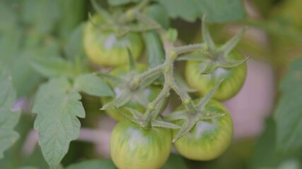 Wall Mural - Organic cherry tomato plant with green and red tomatoes.