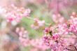 Wild Himalayan Cherry, Thailand Sakura