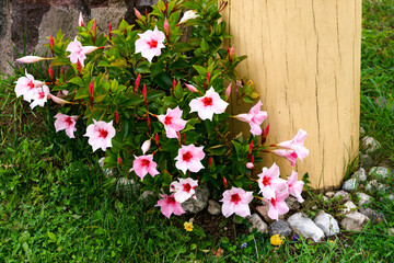 Mandeville bell, funnel-shaped flower outdoors in the garden in summer.