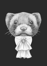Portrait Of Aristocrat Least Weasel. Hand-drawn Illustration.
