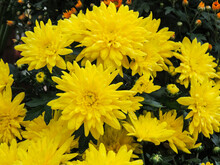 Yellow Chrysanthemums Close-up In Autumn