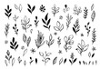 Vector branches and leaves. Hand drawn floral elements in loose doodle style. Ink vintage botanical illustrations. 
