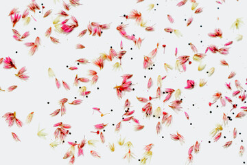 Wall Mural - Small flowers in a white background