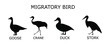 silhouettes of migratory birds. vector illustration . silhouette of a goose, crane, duck, stork.set of birds