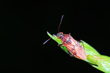 Sticker - Stink bug on green leaves, North China